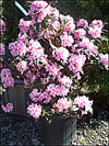 Aglo Rhododendron